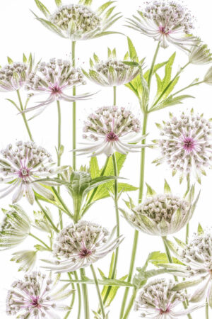 Astrantia - Stjärnflockor - Poster