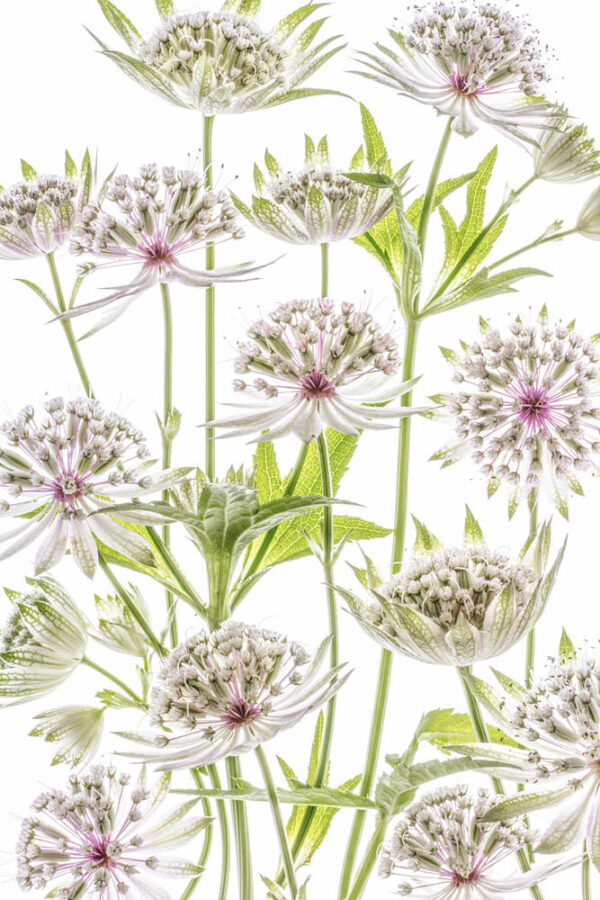 Astrantia - Stjärnflockor - Poster