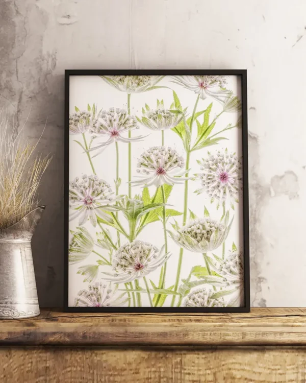 Astrantia - Stjärnflockor - Poster - Ramexempel