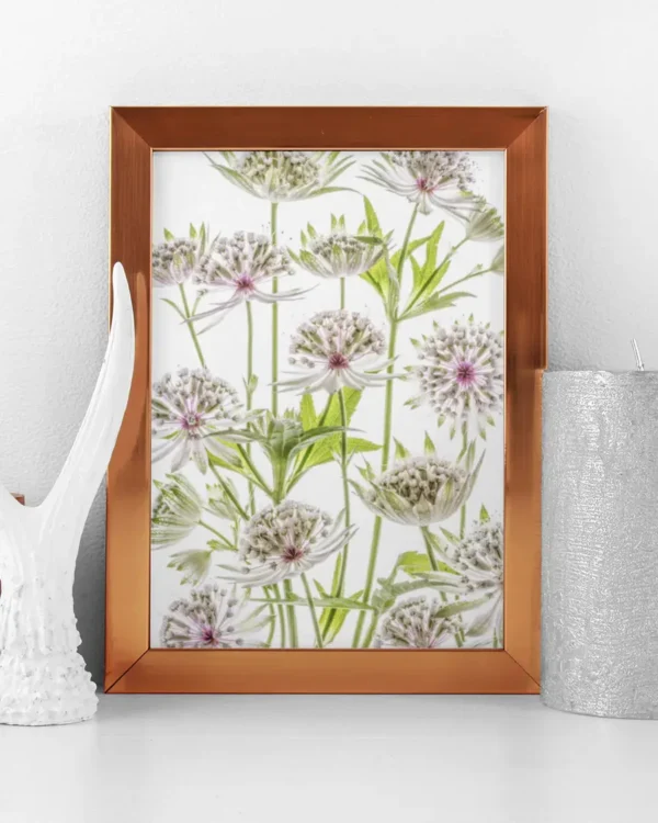 Astrantia - Stjärnflockor - Poster - Ramexempel
