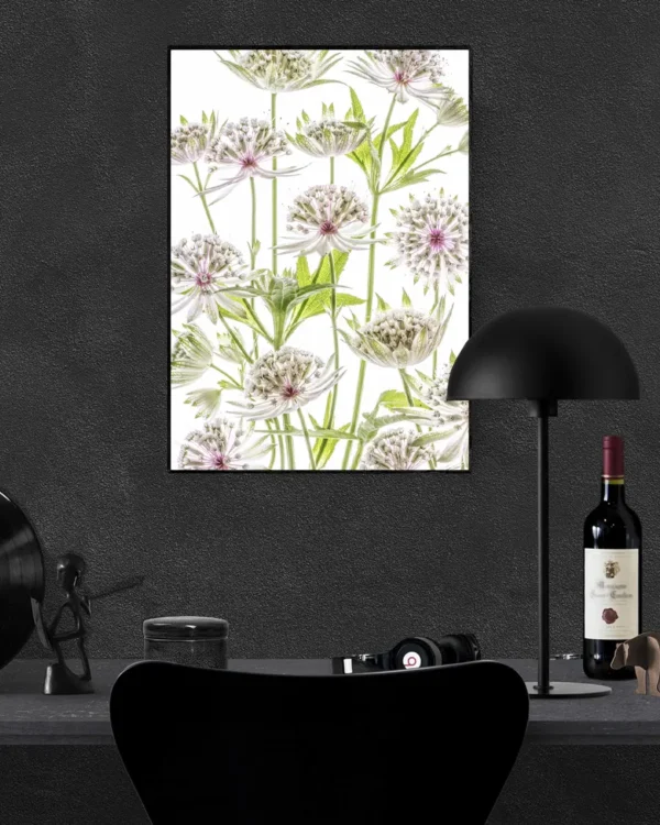 Astrantia - Stjärnflockor - Poster - Ramexempel