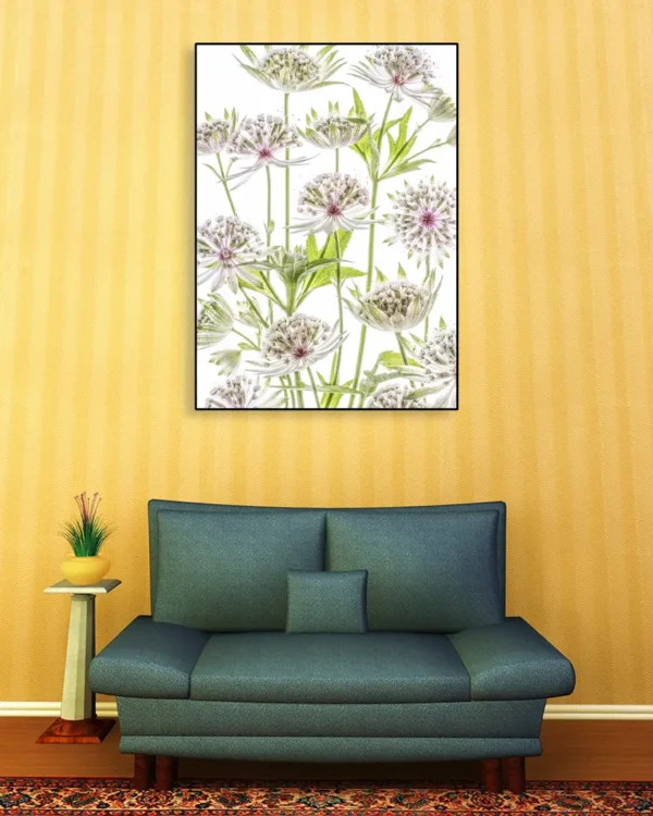 Astrantia - Stjärnflockor - Poster - Ramexempel