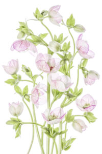 Hellebore - Julros - Poster
