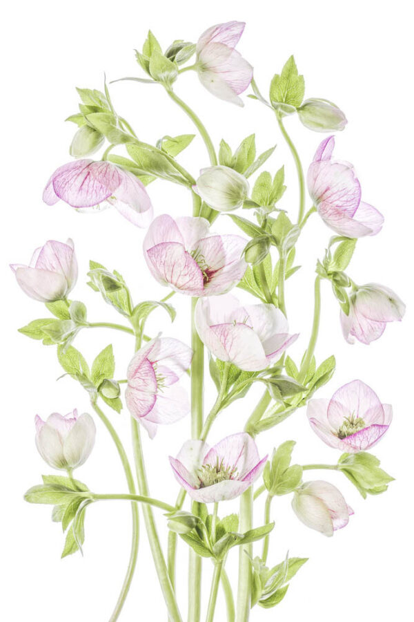 Hellebore - Julros - Poster