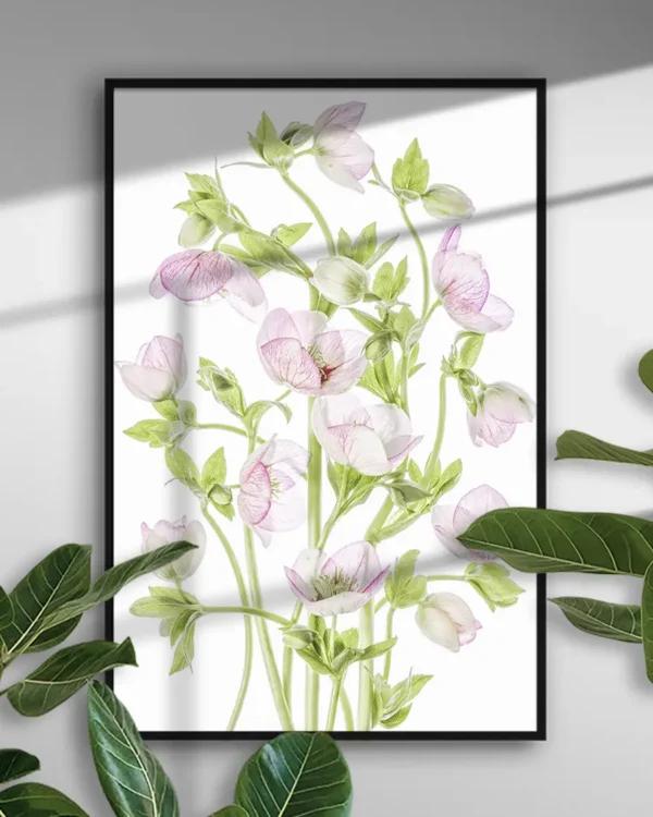 Hellebore - Julros - Poster - Ramexempel