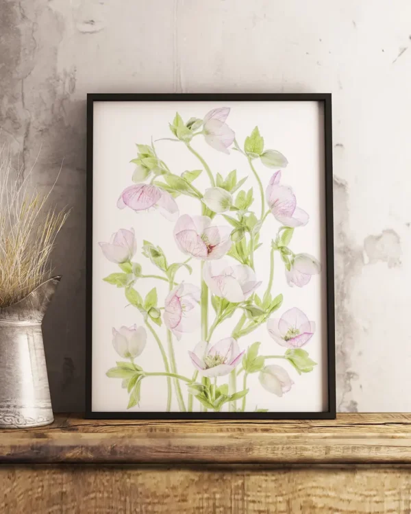 Hellebore - Julros - Poster - Ramexempel