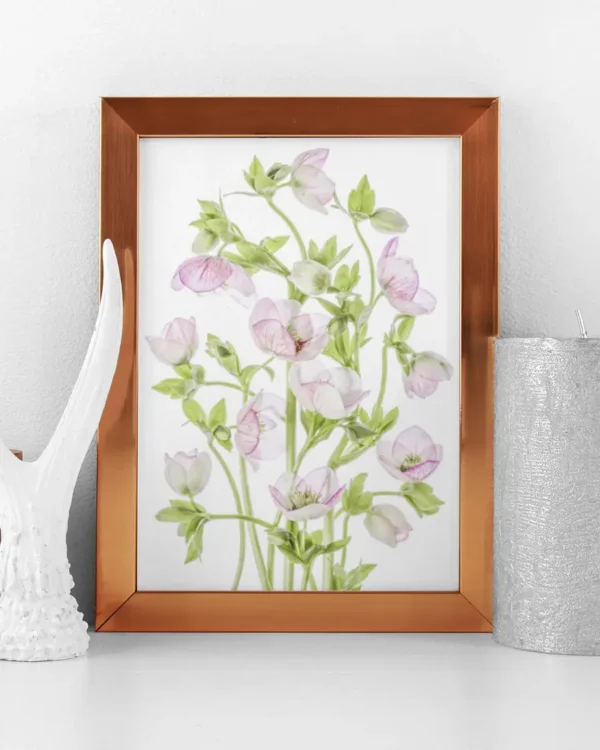 Hellebore - Julros - Poster - Ramexempel