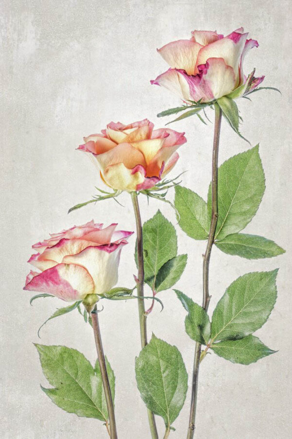 Roses - Poster - Fotografi