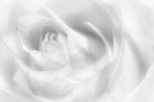 Hint of a rose - Poster -Svartvitt fotografi