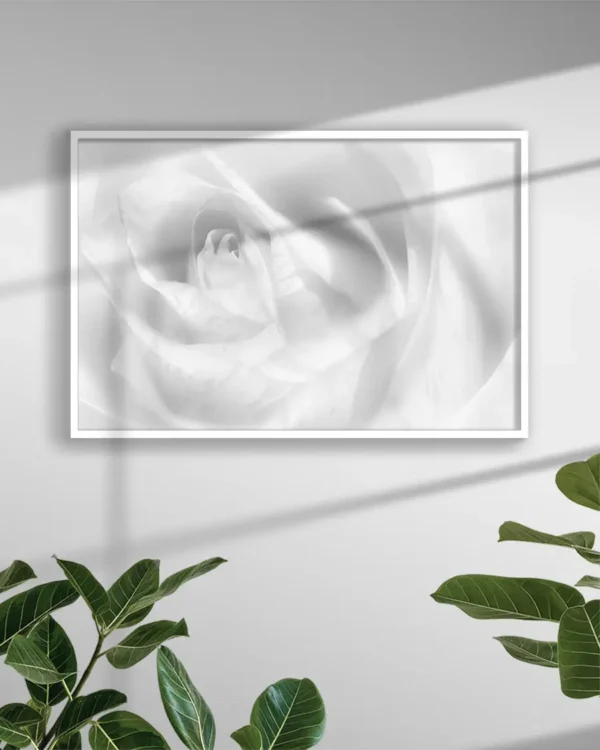 Hint of a rose - Poster -Svartvitt fotografi - Ramexempel
