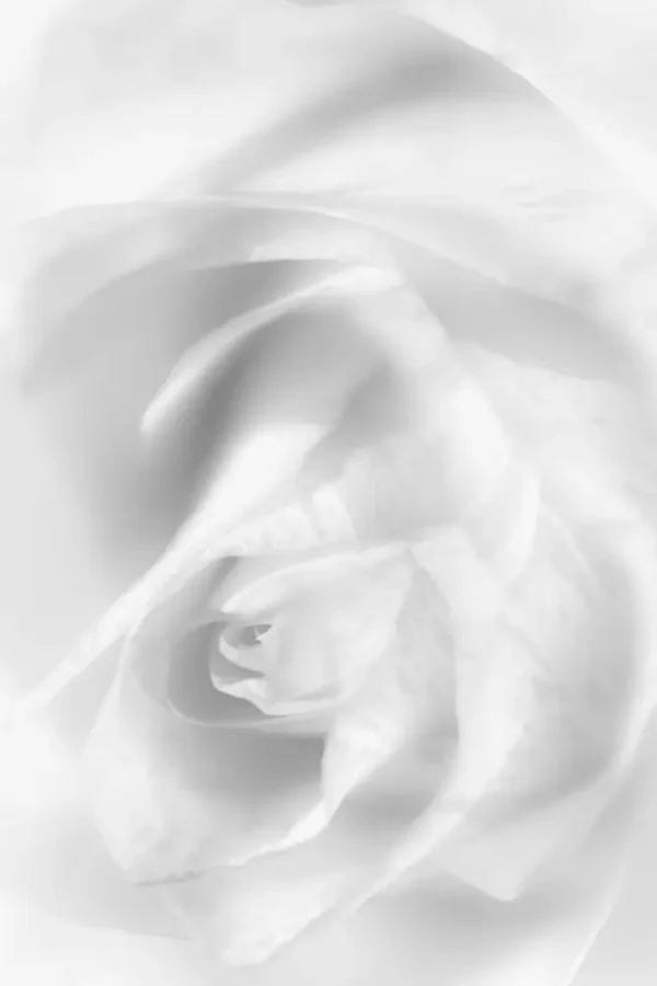 Hint of a rose - Poster -Svartvitt fotografi - Stående format