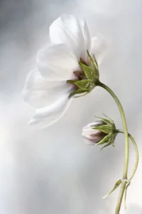 Heavenly Cosmos - Magnolia - Poster - Fotografi