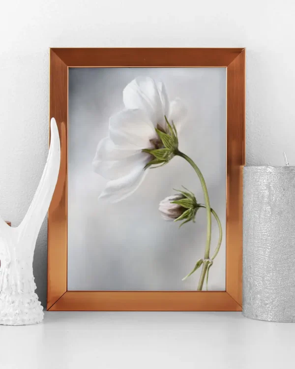 Heavenly Cosmos - Magnolia - Poster - Fotografi - Ramexempel