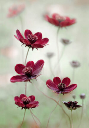 Cosmos sway - Chokladskära - Poster - Fotografi
