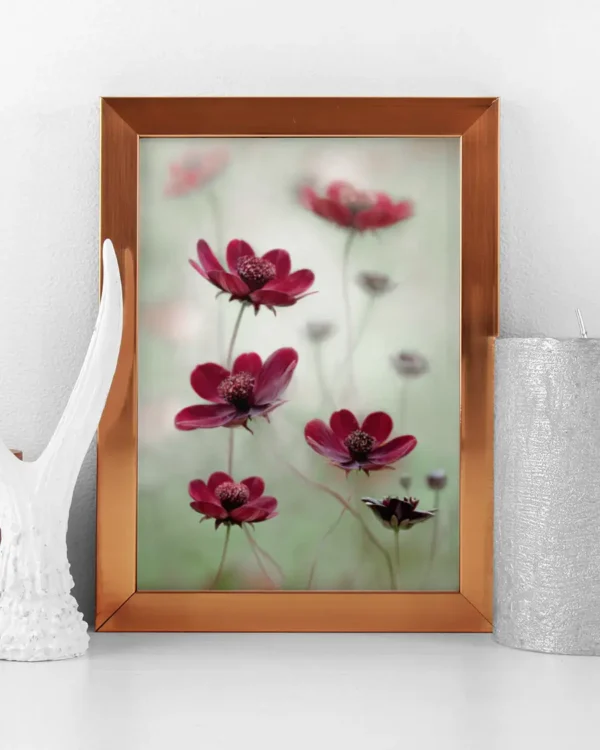 Cosmos sway - Chokladskära - Poster - Fotografi - Ramexempel