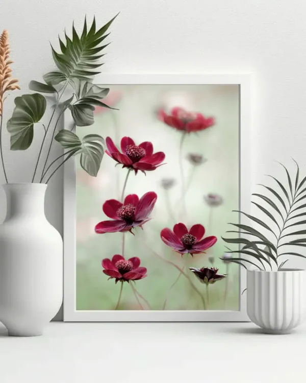 Cosmos sway - Chokladskära - Poster - Fotografi - Ramexempel