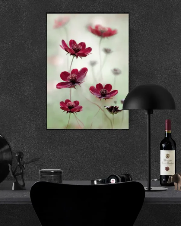 Cosmos sway - Chokladskära - Poster - Fotografi - Ramexempel