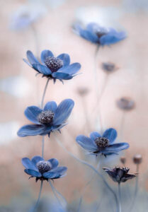 Cosmos Blue - Poster - Fotografi
