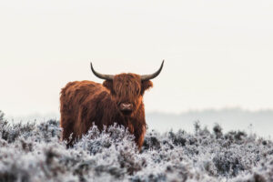 Highlander - Poster - Fotografi