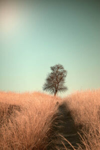 Grass and Path - Poster - Fotografi