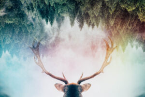 Antler - Poster - Fotografi