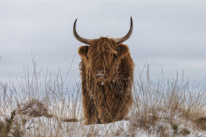 Highlander in Snow - Poster - Fotografi