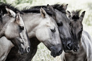 Four Konik Horses - Poster - Fotografi
