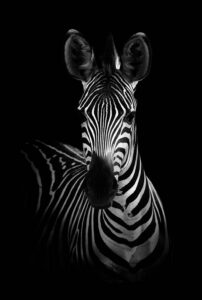 The Zebra - Poster - Svartvitt fotografi