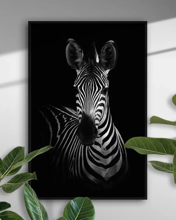 The Zebra - Poster - Svartvitt fotografi - Ramexempel
