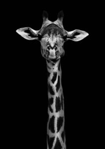 Giraffe Portrait - Poster - Svartvitt fotografi