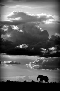 He walks under an African Sky - Poster - Svartvitt fotografi