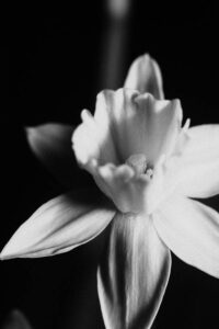 White Flower II - Poster - Ett stilrent och stämningsfullt svartvitt fotografi av en påsklilja i närbild.