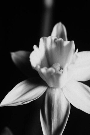 White Flower II - Poster - Ett stilrent och stämningsfullt svartvitt fotografi av en påsklilja i närbild.