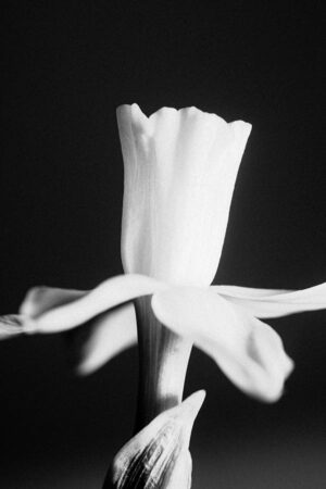 White Flower I - Poster - Ett stilrent och stämningsfullt svartvitt fotografi av en påsklilja i närbild.