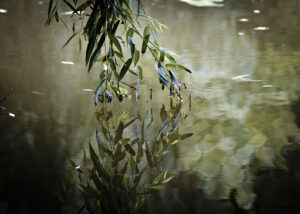 Drömlik Sjö – Poster – Ett stämningsfullt naturfotografi där en trädgren speglas i den lugna vattenytan.
