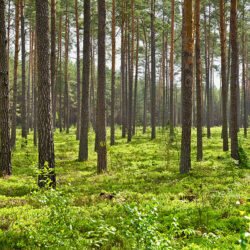 Tallskog – Poster. Ett rofyllt naturfotografi av en ljus och stillsam tallskog.