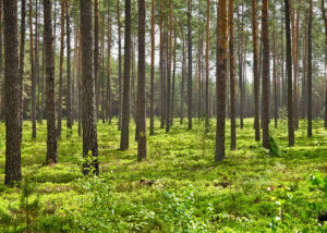 Tallskog – Poster. Ett rofyllt naturfotografi av en ljus och stillsam tallskog.