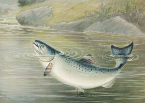 The California Salmon - Poster - Illustration - En lax bryter vattenytan i kamp med en flugfiskares krok.