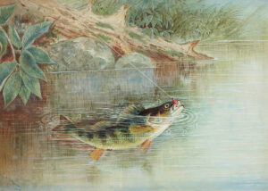 Den klassiska Yellow Perch (1878) av Samuel A. Kilbourne skildrar en gul abborre i ett intensivt ögonblick när den fastnat på en flugfiskares krok.