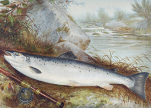 Trout - Poster - En detaljrik illustration av en havsöring med silverglänsande kropp och karakteristiska prickar