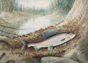Arktisk Harr – Arctic Grayling – Poster – Illustration