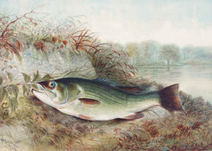 Largemouth Bass – Öringabborre – Poster – Illustration