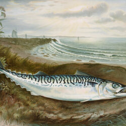 Makrill – Mackerel Fish – Poster – Illustration Makrill – Mackerel Fish – Poster. En vacker och detaljrik vintageillustration av en makrill