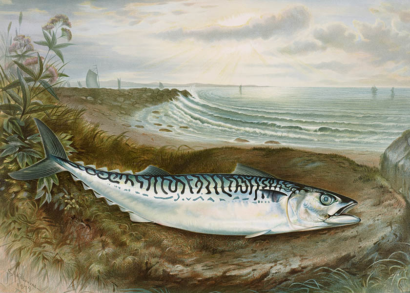 Makrill – Mackerel Fish – Poster. En vacker och detaljrik vintageillustration av en makrill