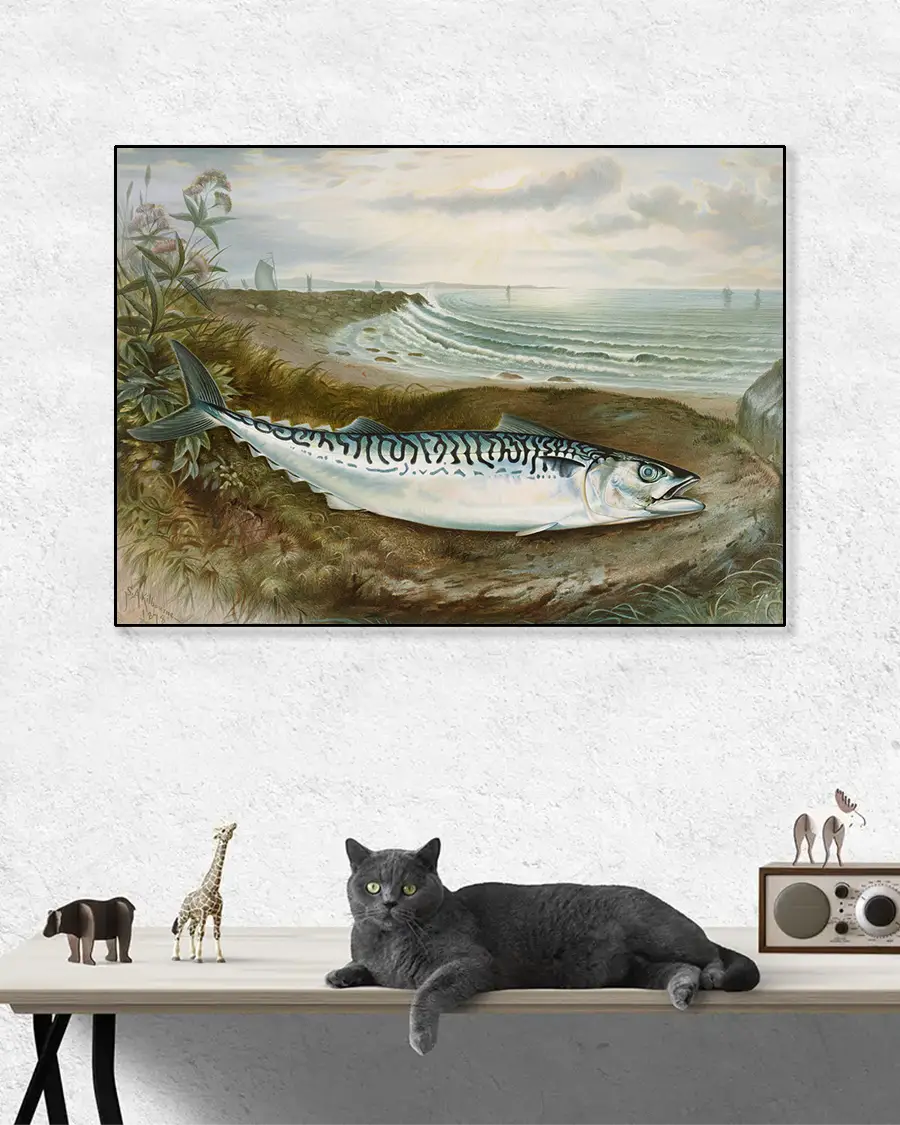 Makrill – Mackerel Fish – Poster. En vacker och detaljrik vintageillustration av en makrill - Ramexempel