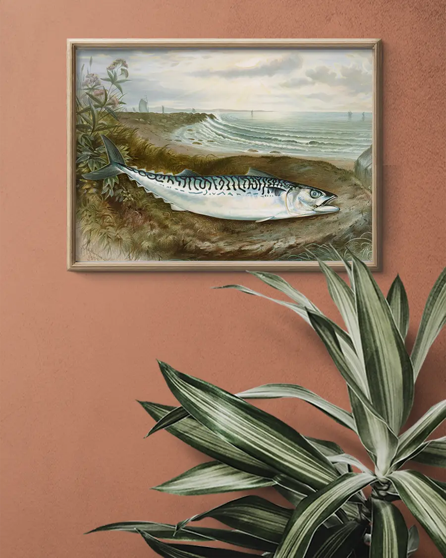 Makrill – Mackerel Fish – Poster. En vacker och detaljrik vintageillustration av en makrill - Ramexempel
