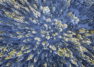 Vinterskog Från Ovan – Poster – Fotografi. Ett vackert flygfoto över en snötäckt tallskog fångad från ovan med drönare.